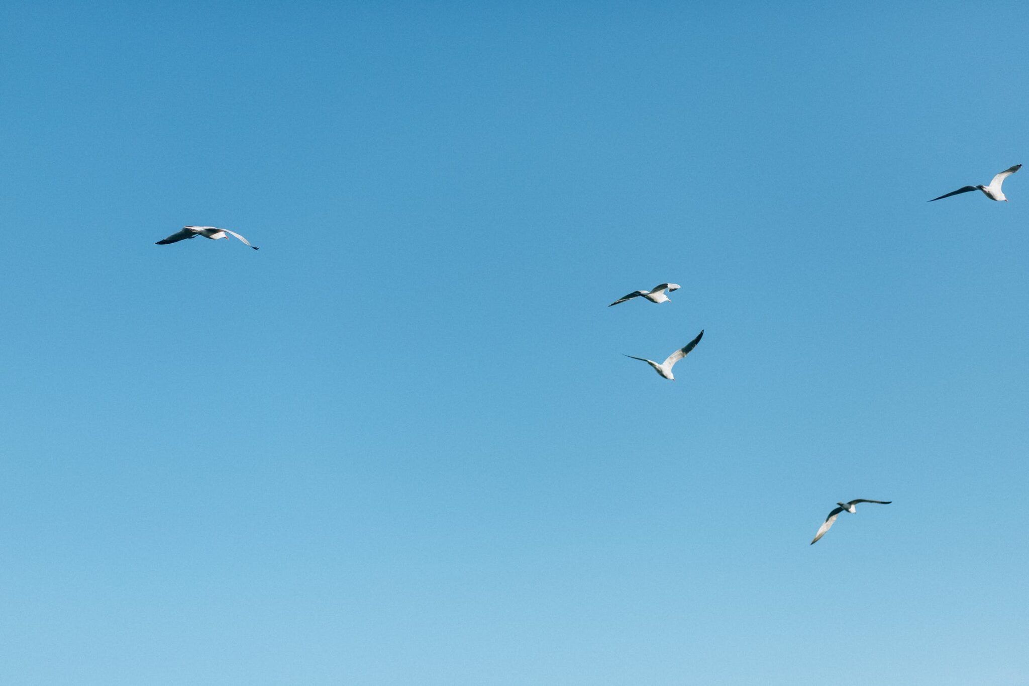 mouettes volant dans le ciel bleu